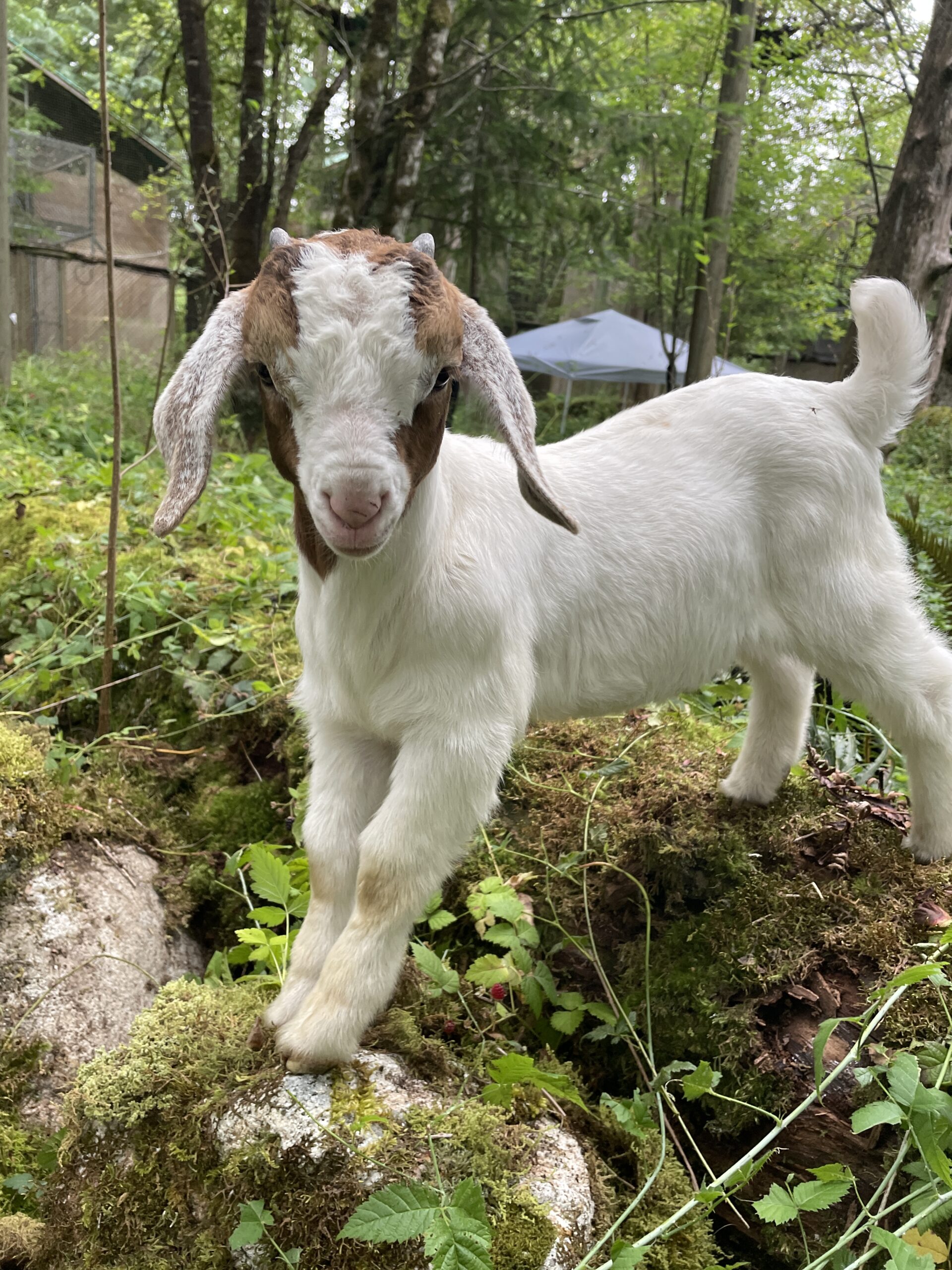 baby boer goat