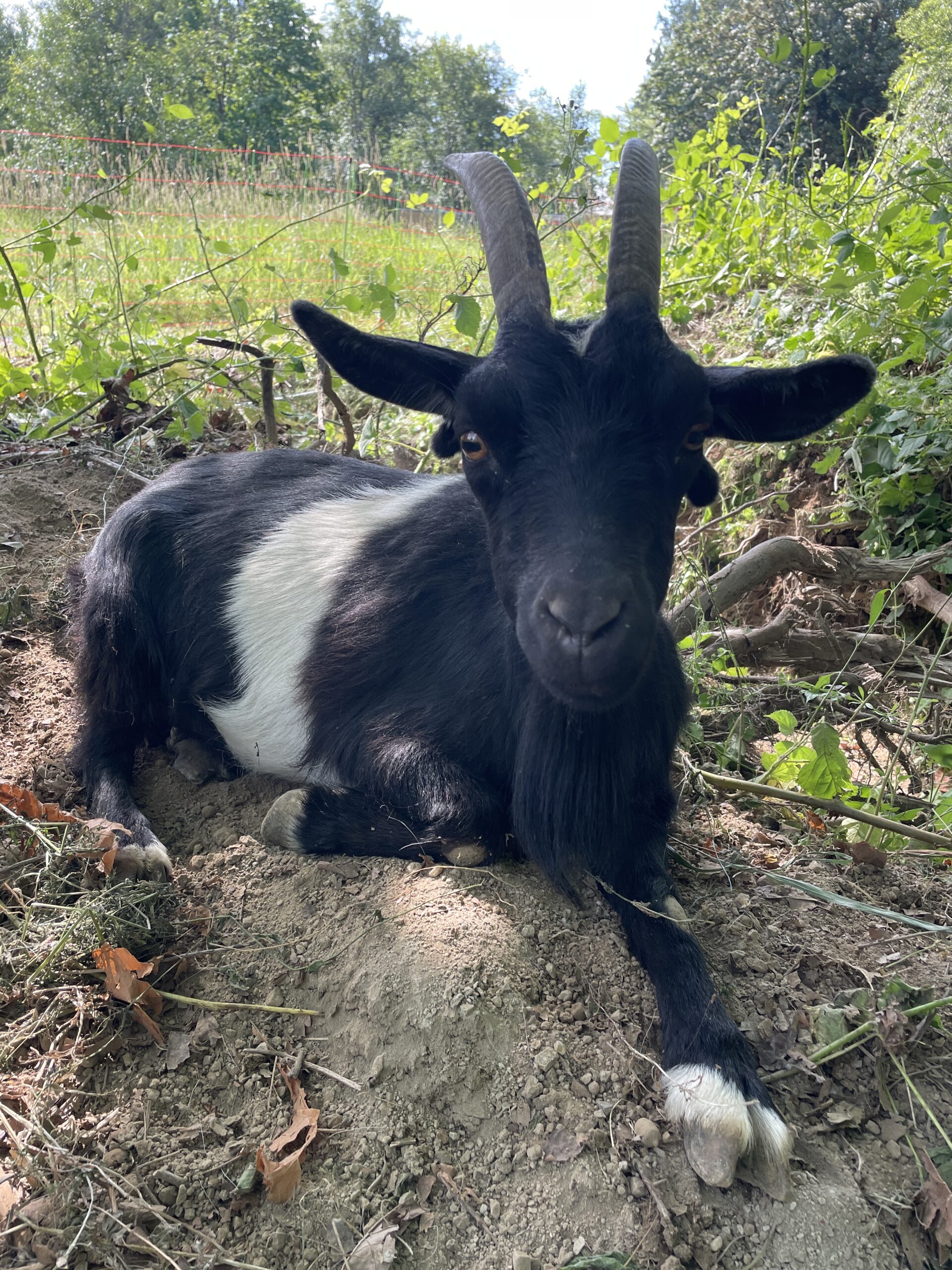Black nigerian dwarf goat