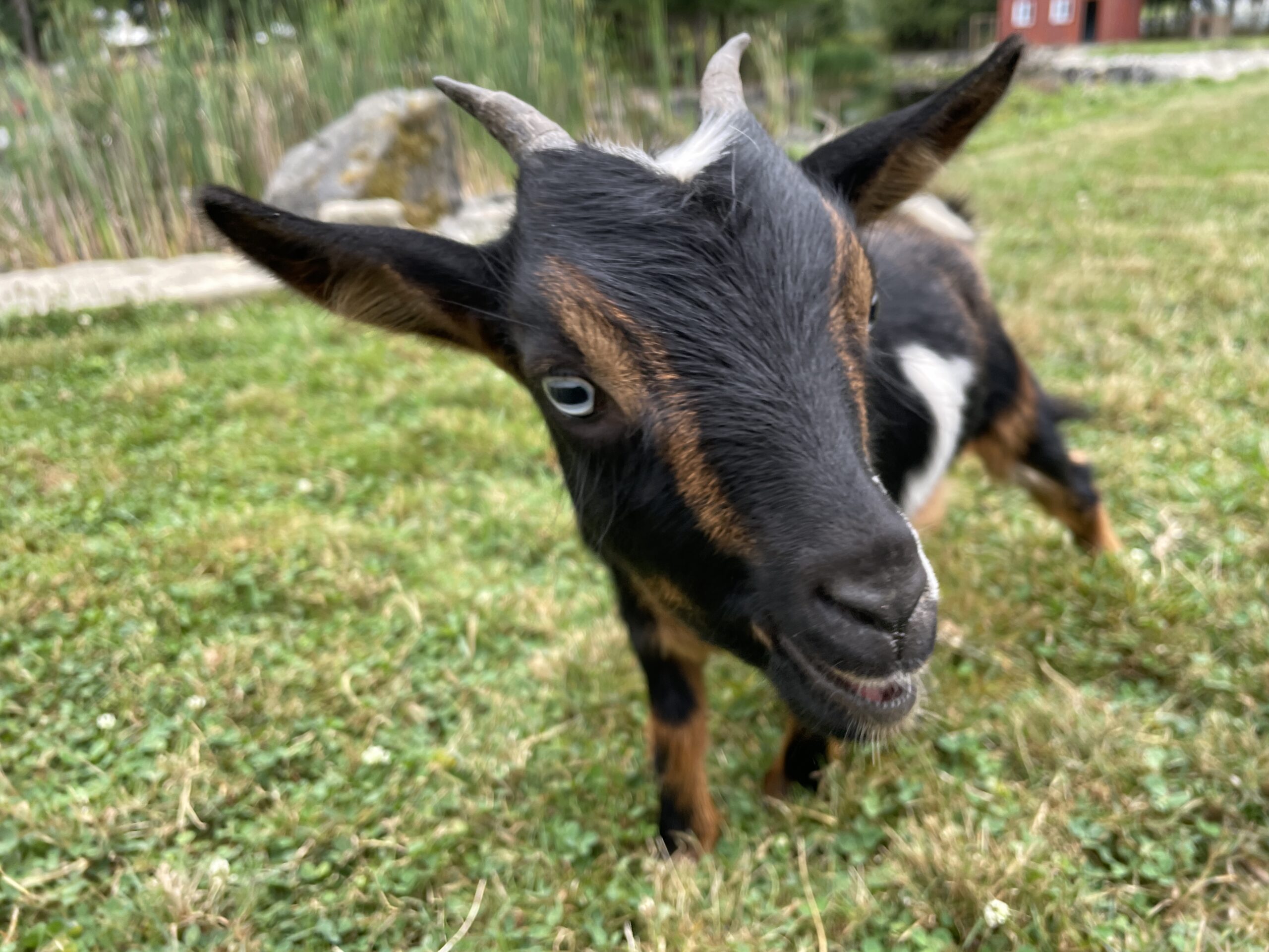 Black pygmy goat close up