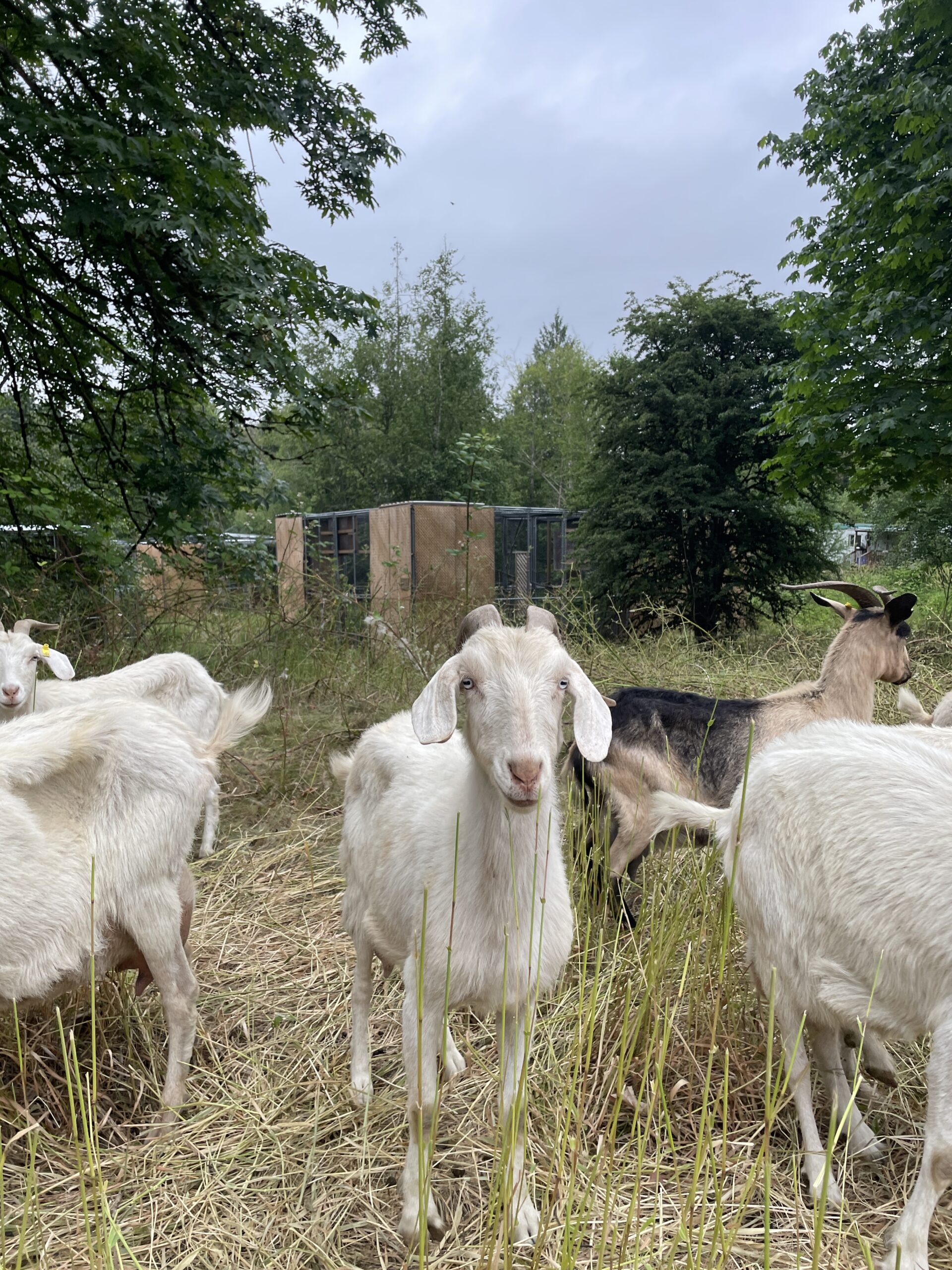 Kiko goat looking at camera