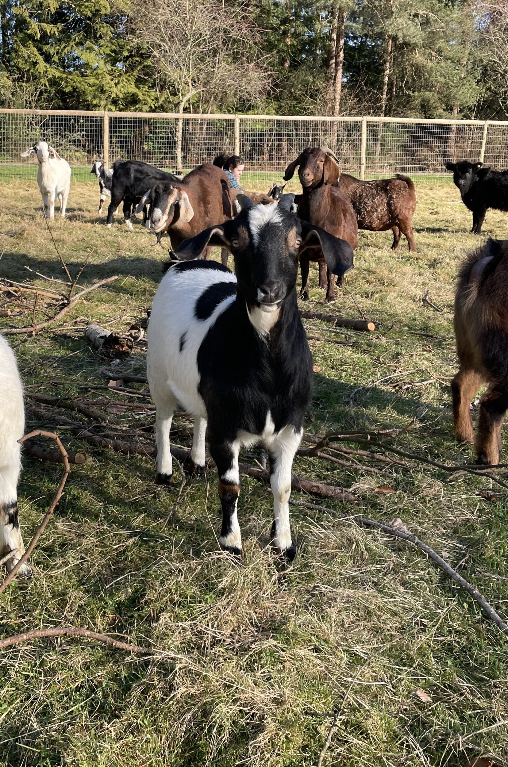 Nigerian dwarf goat