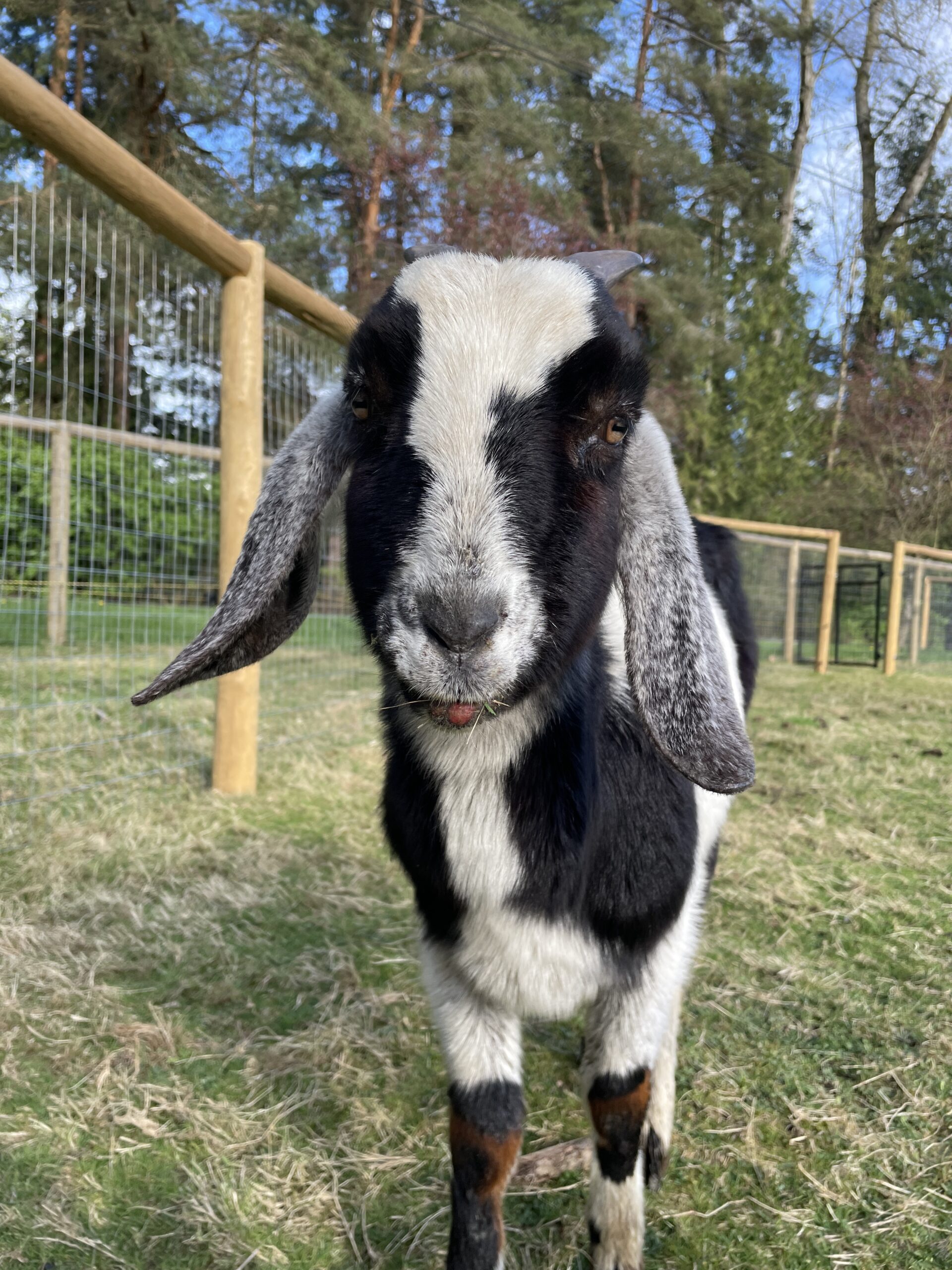 Nubian goat