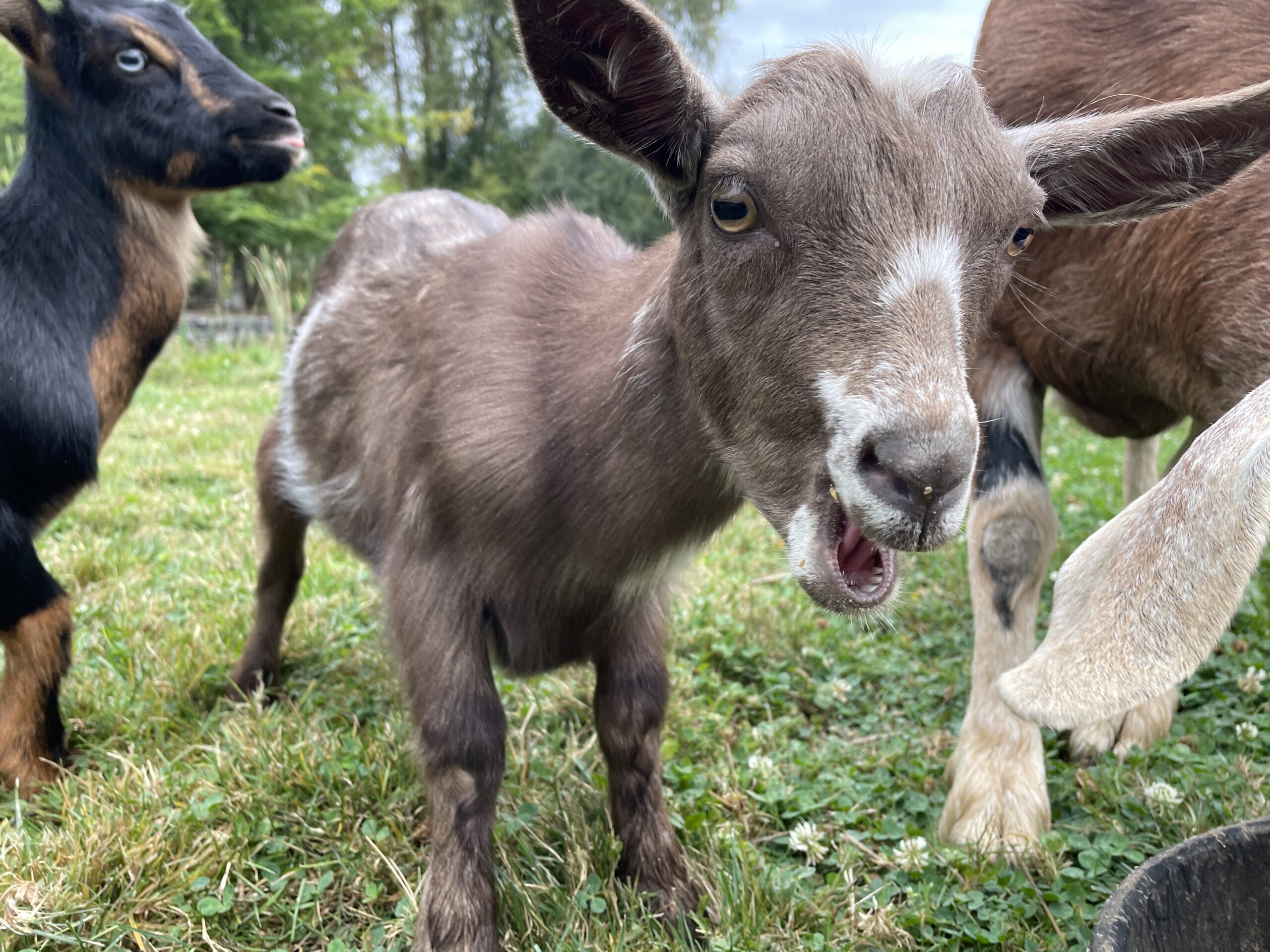 Pygmy goat