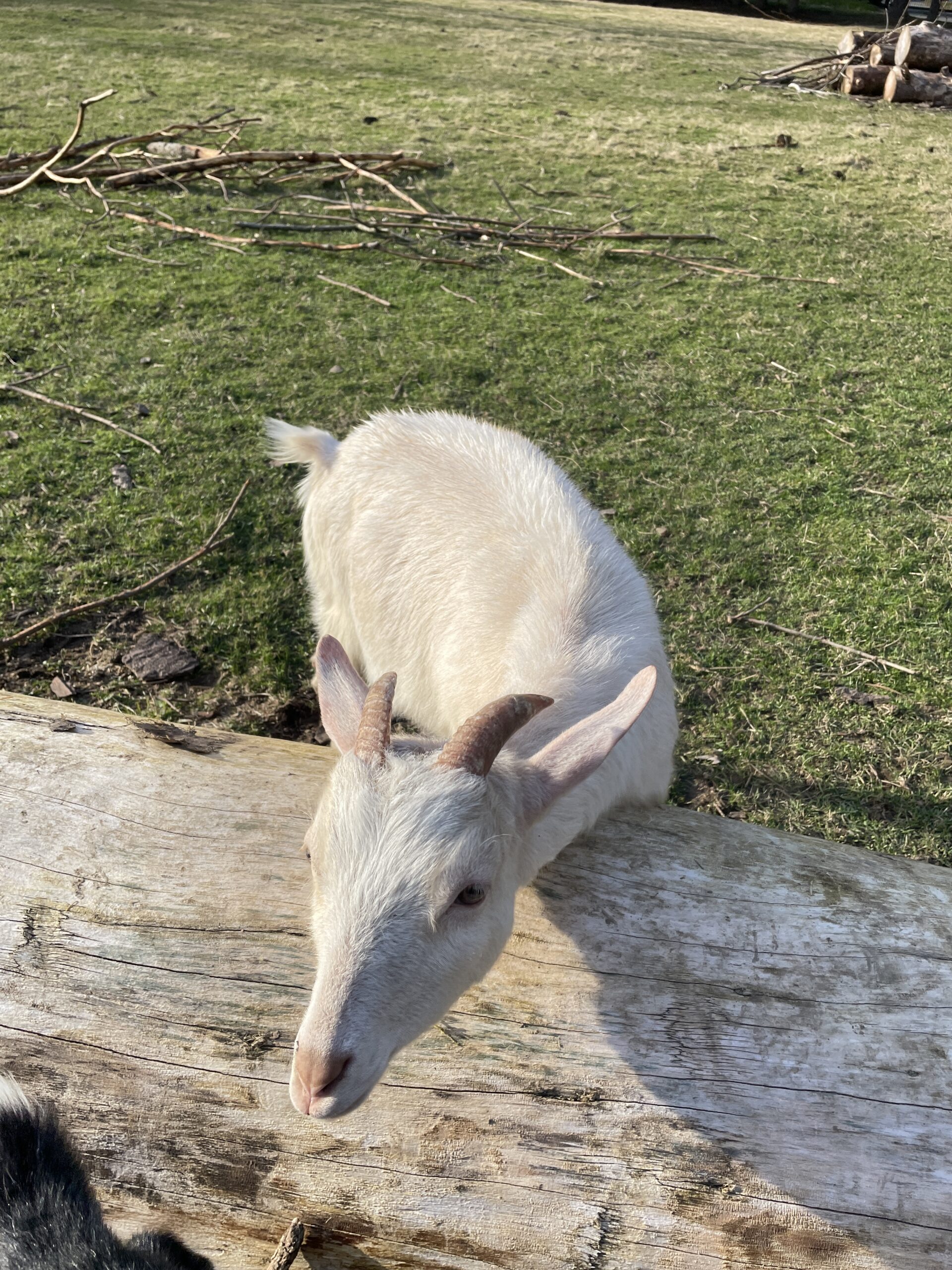 White alpine goat