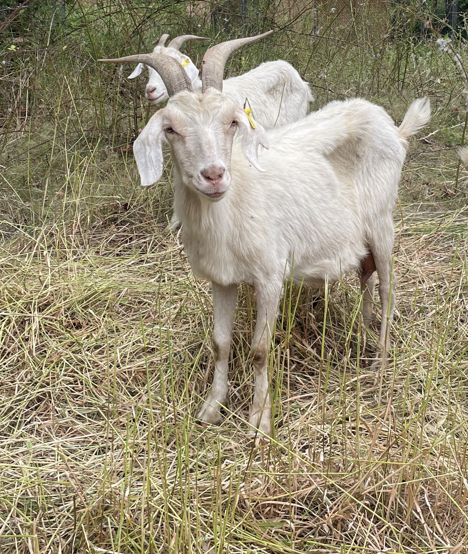 White Kiko goat