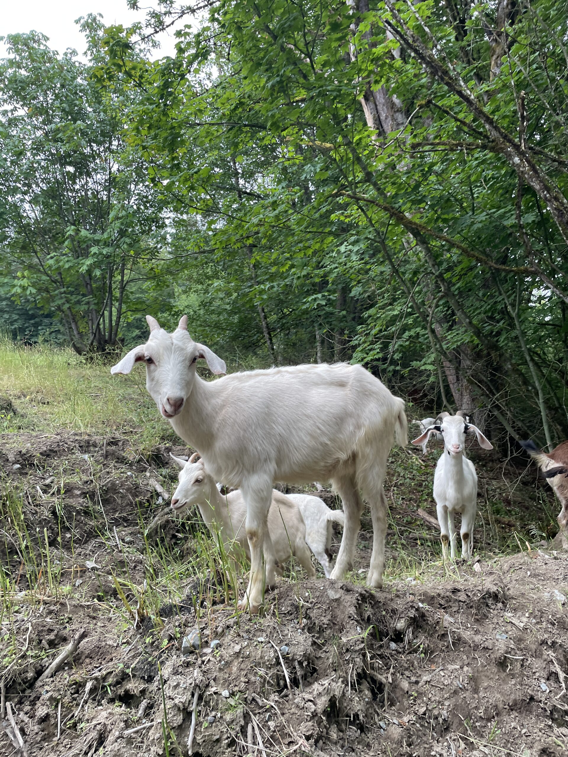 White spanish goat