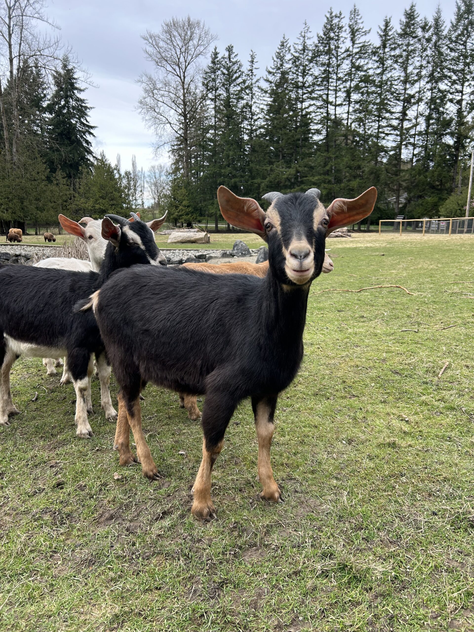 Young alpine goat