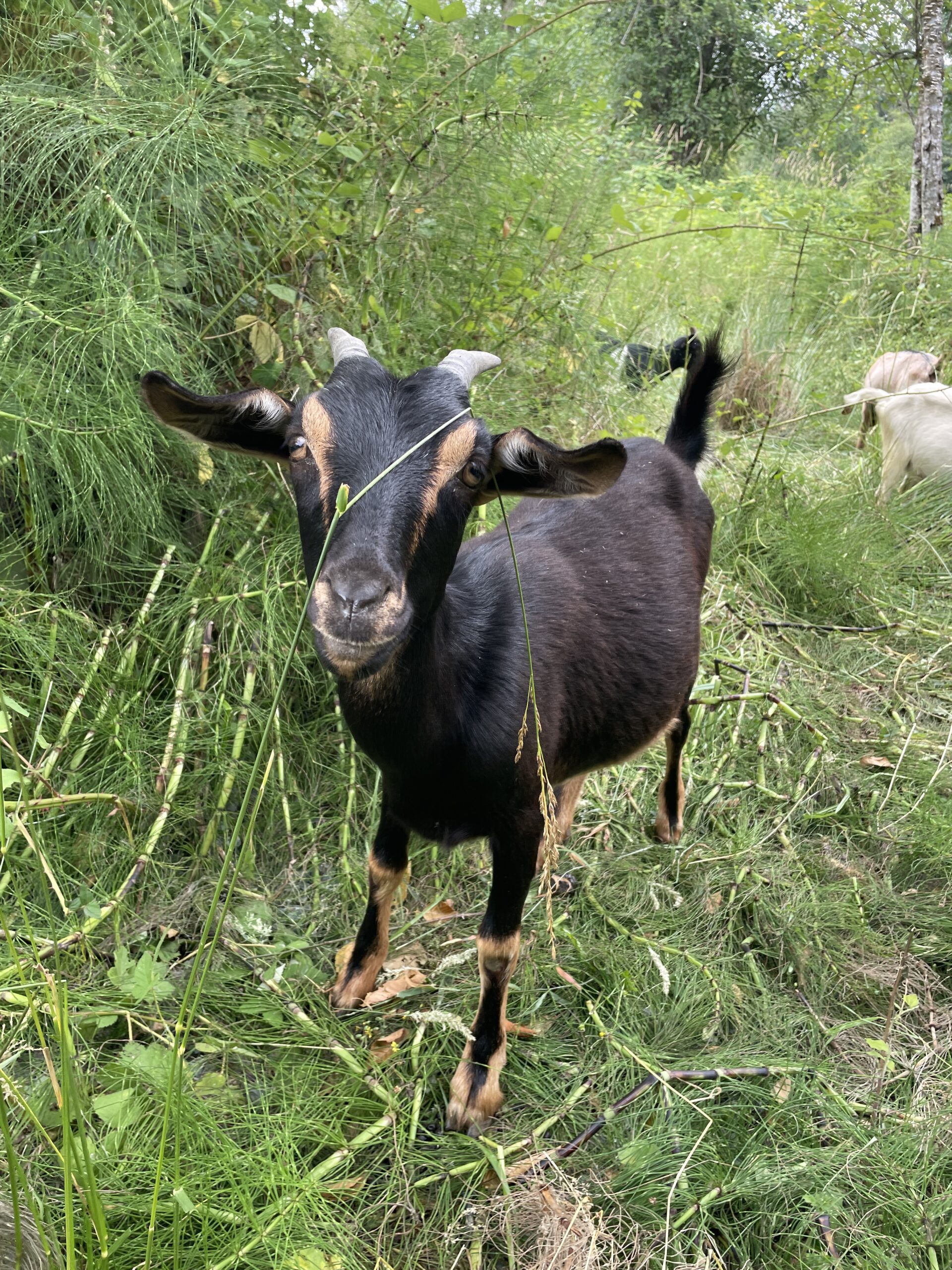 Black and brown spanish goat