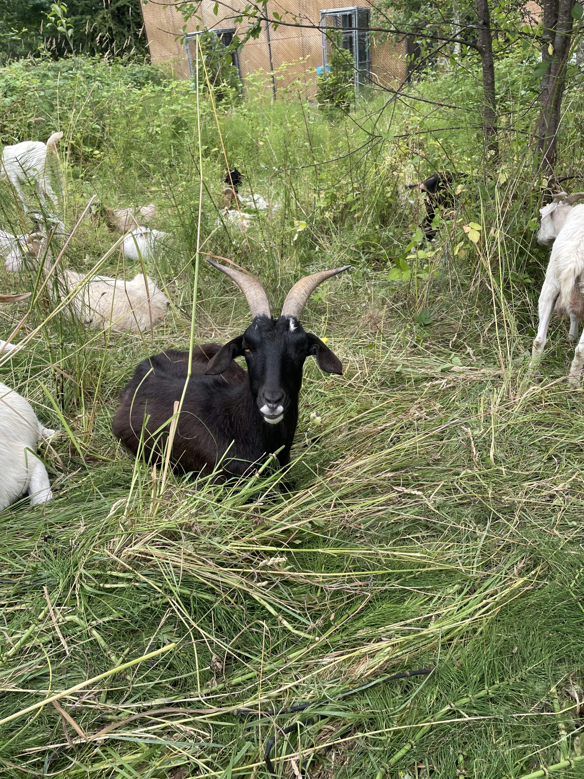 Black kiko goat laying on grass