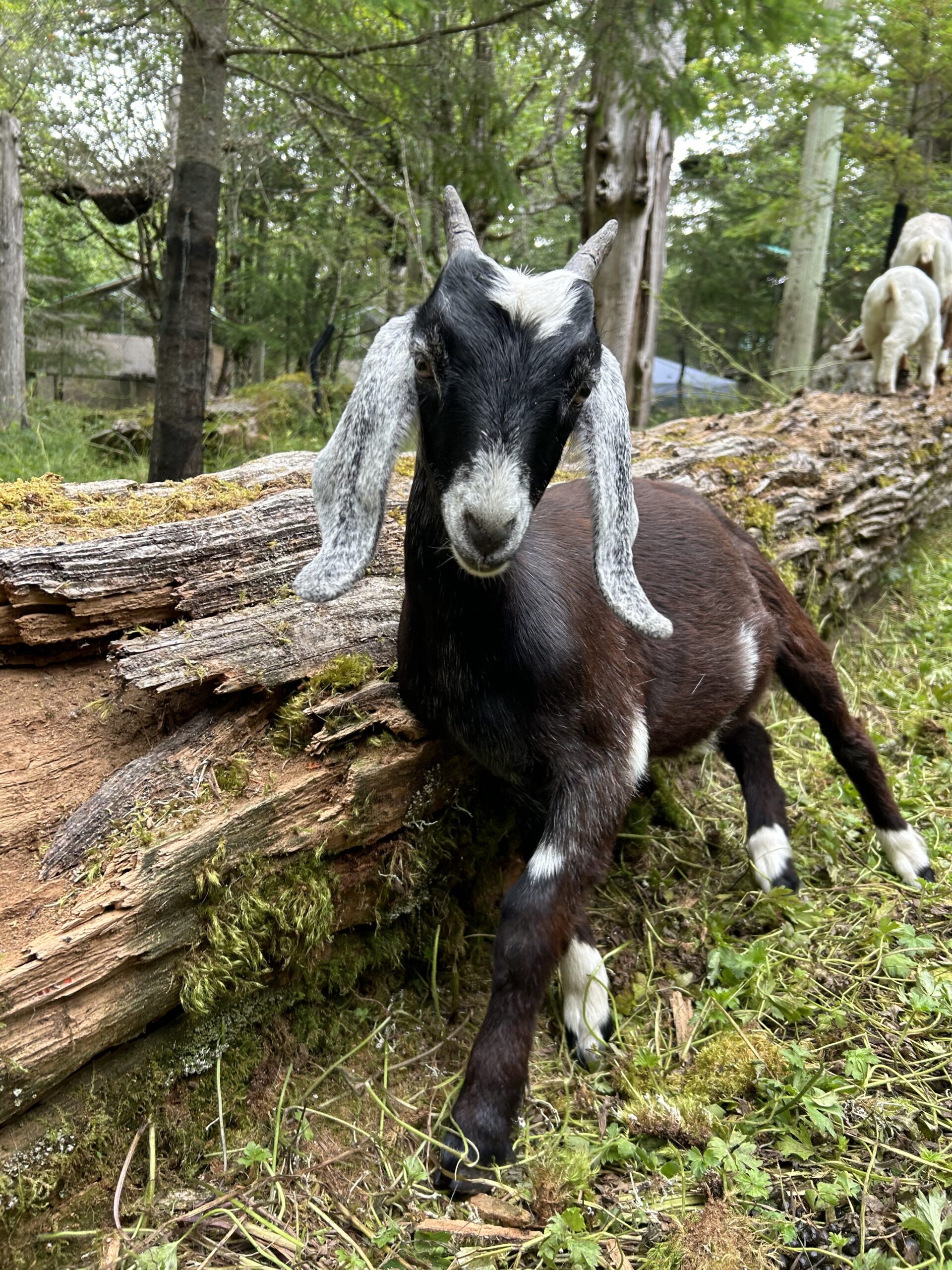 Black nubian goat doeling