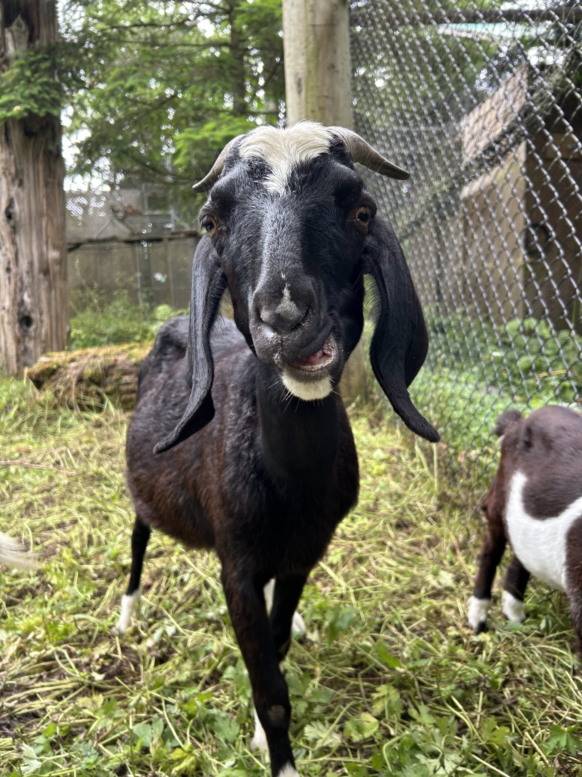Black nubian goat
