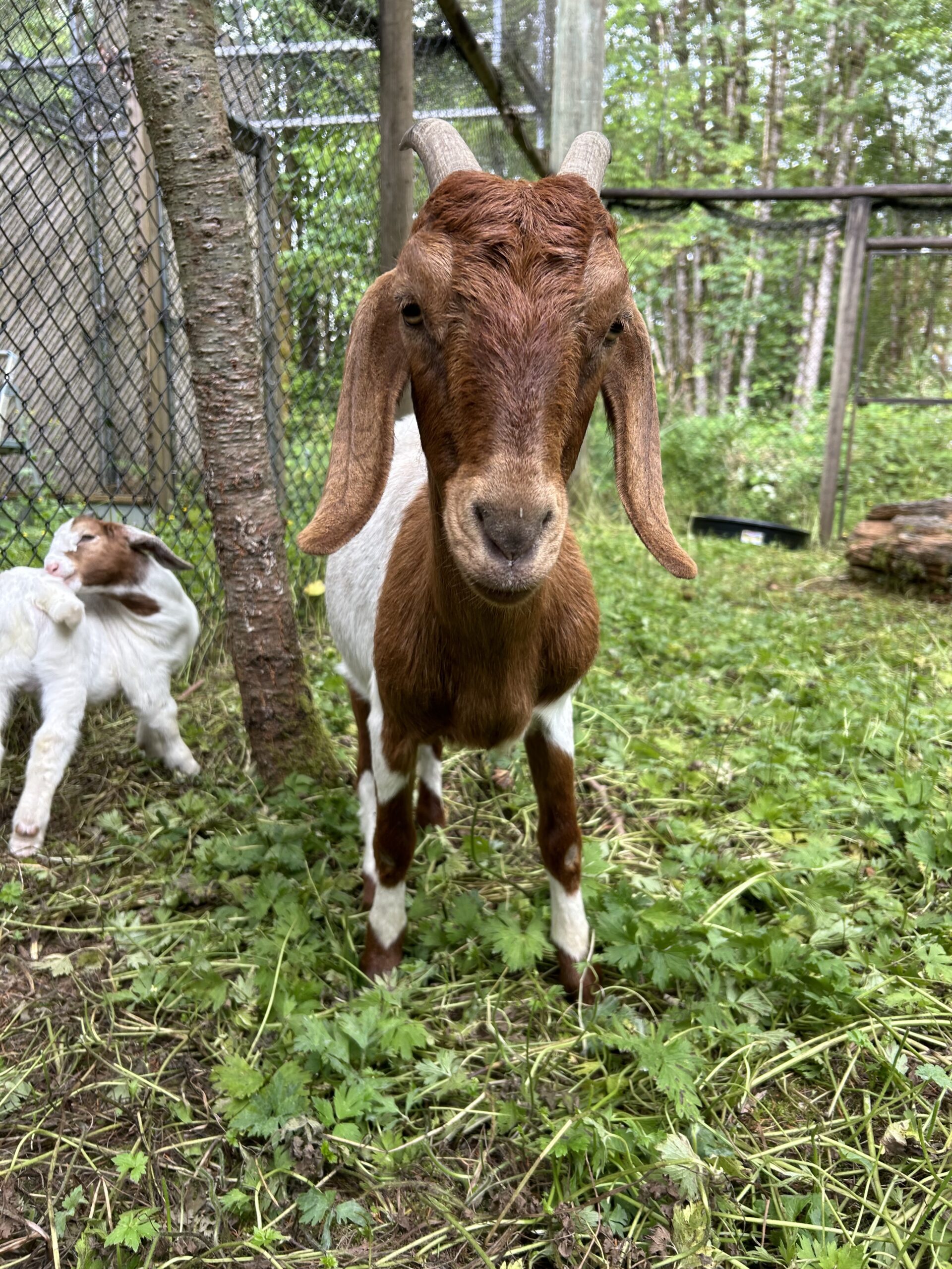 Boer goat with kid