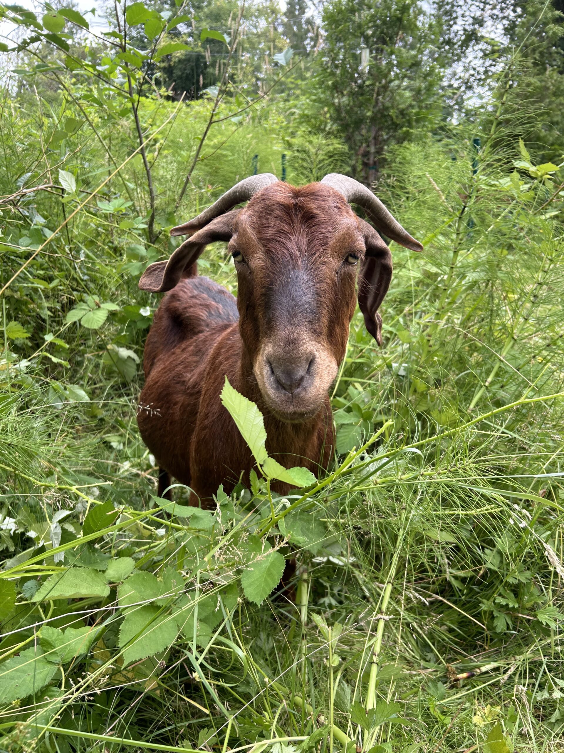Brown boer nanny goat