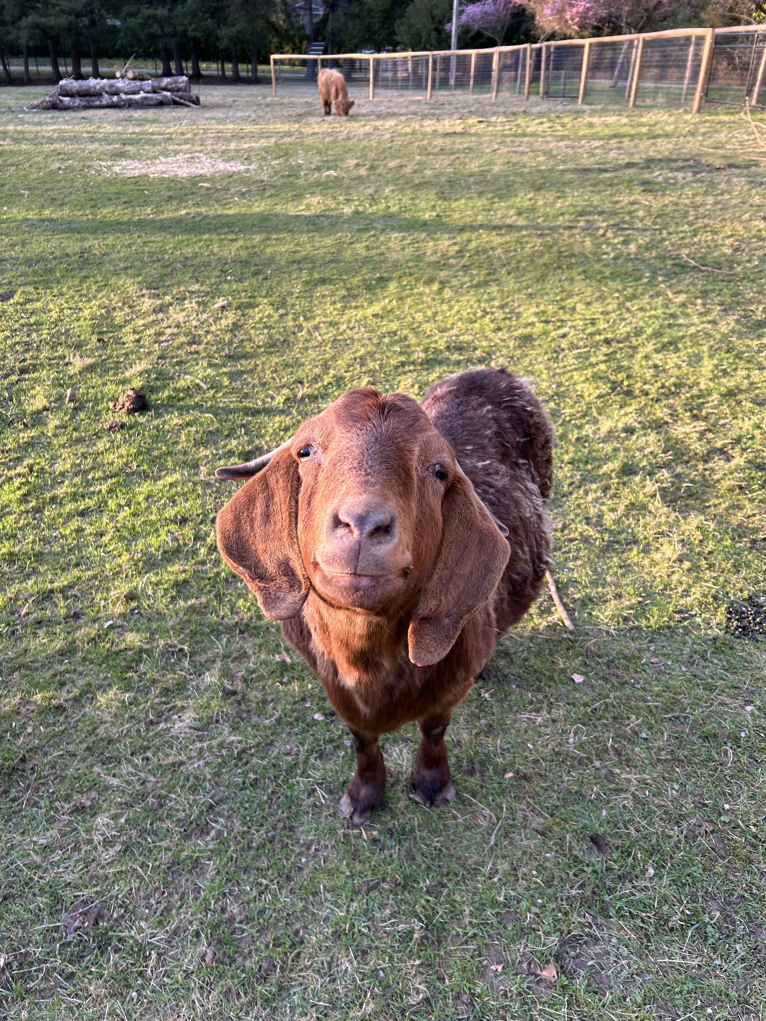 brown goat smiling