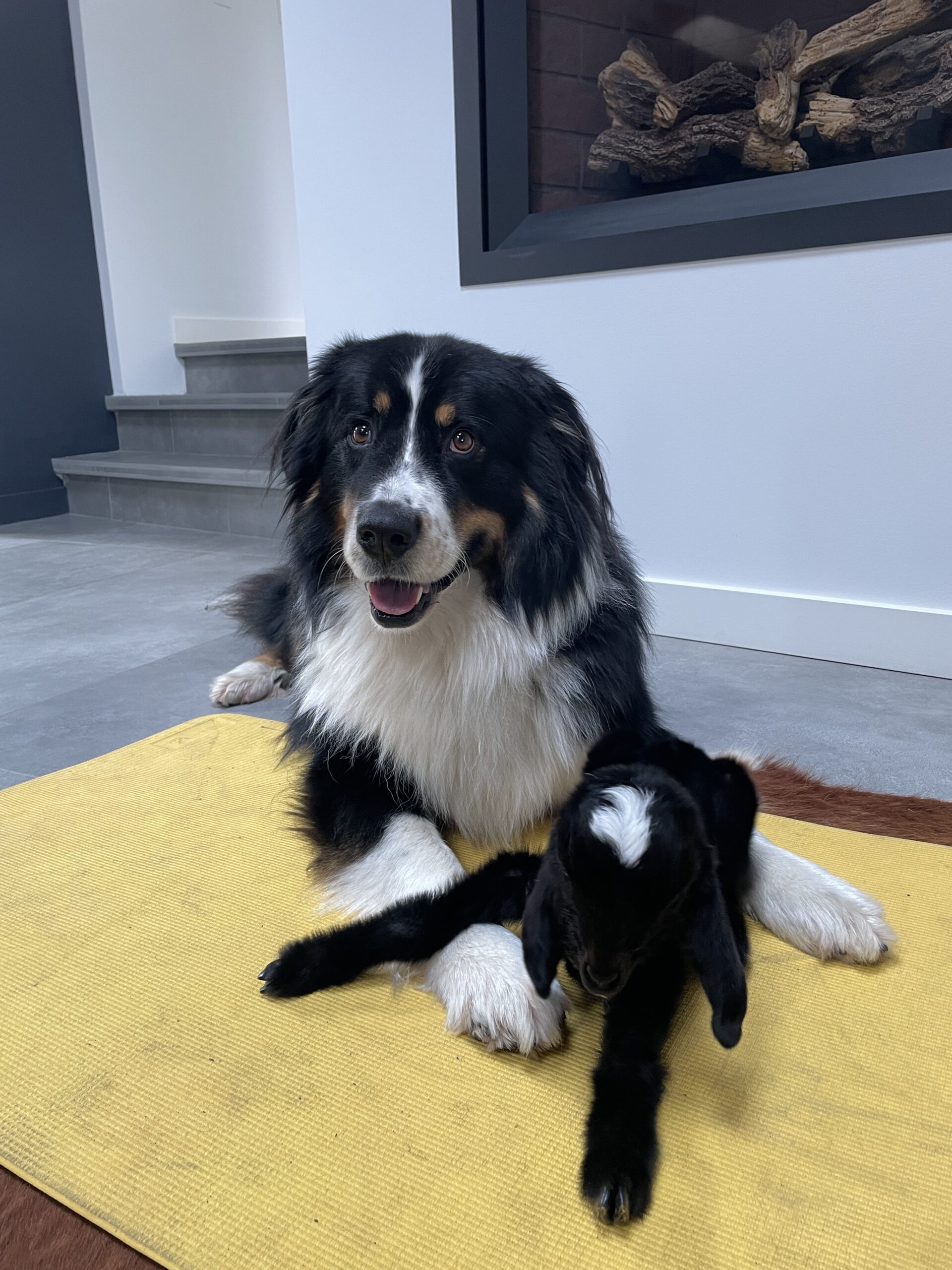 Dog sitting with baby goat