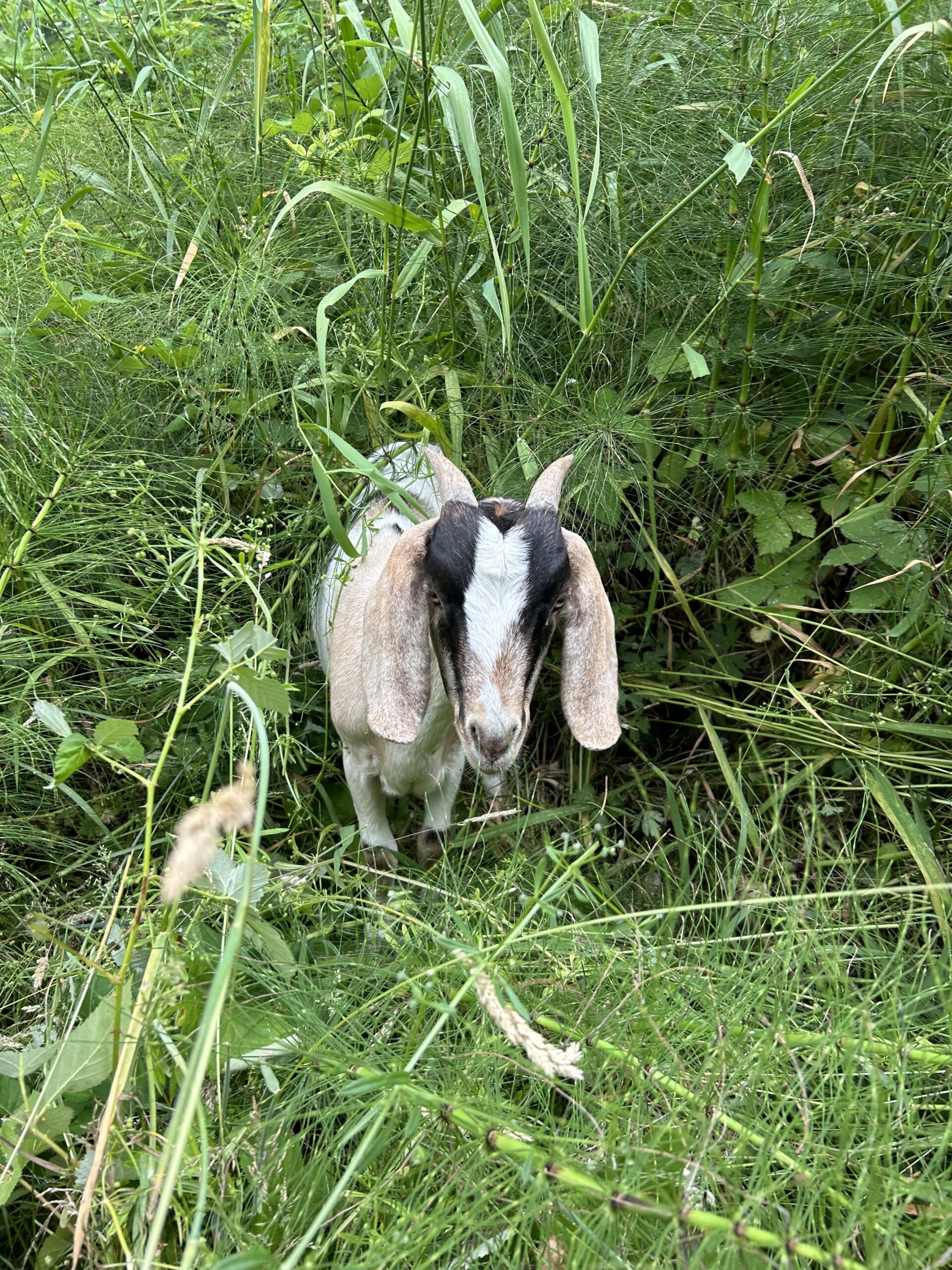 Goat standing in long grass