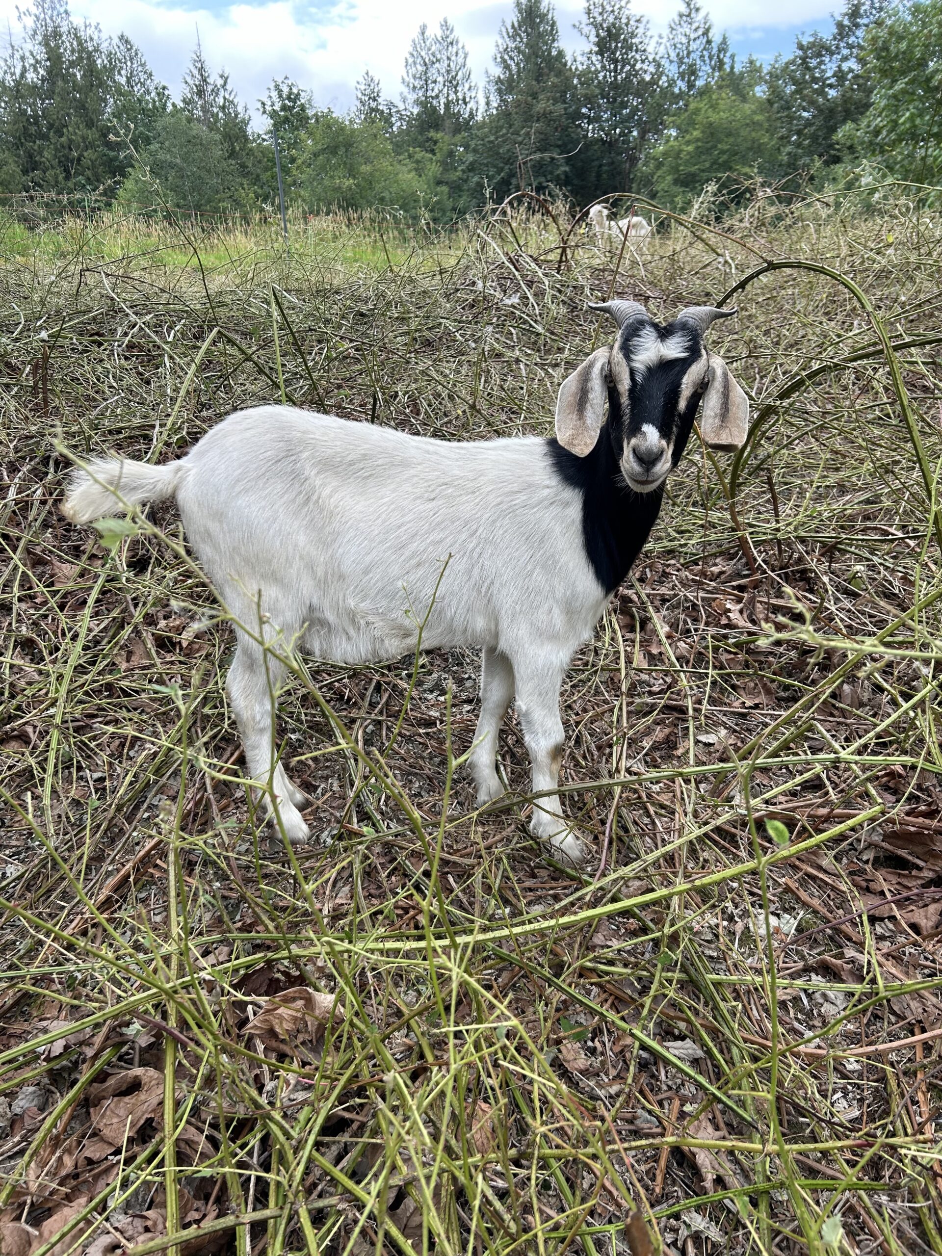 Half Black and white goat