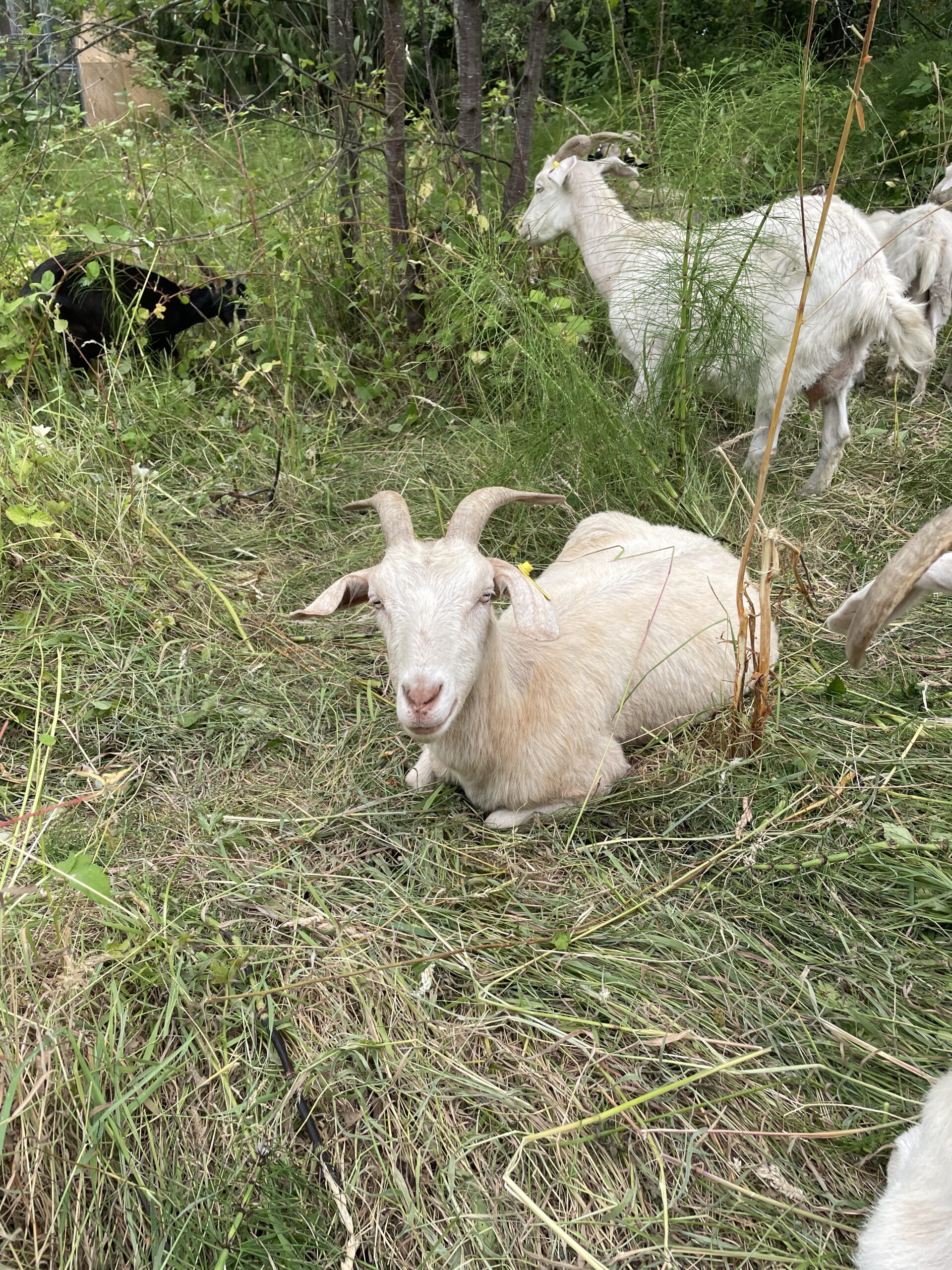 Kiko goat laying on grass