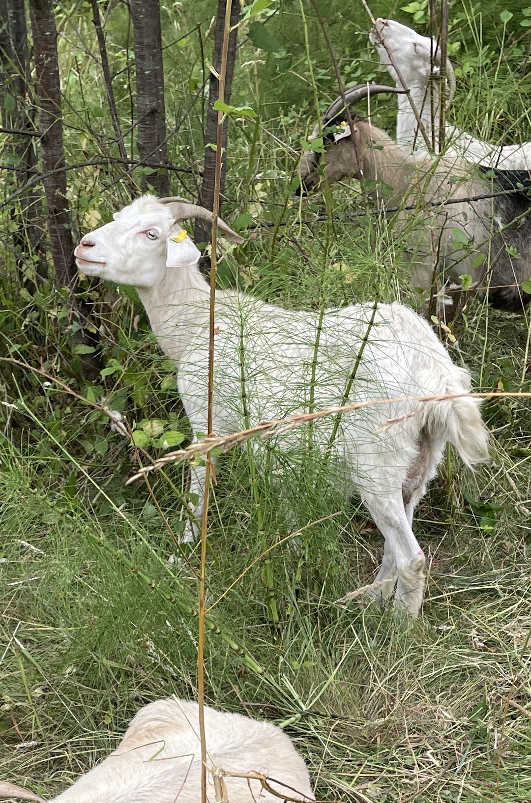 Kiko goat nanny standing in grass