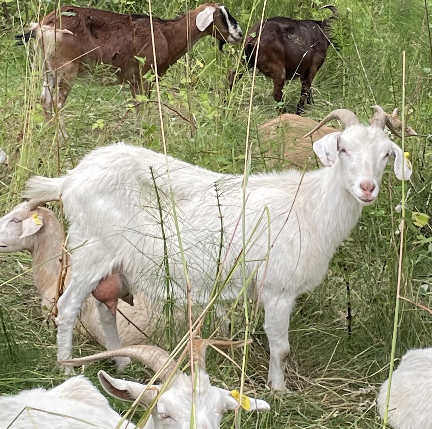 Kiko goat nanny standing