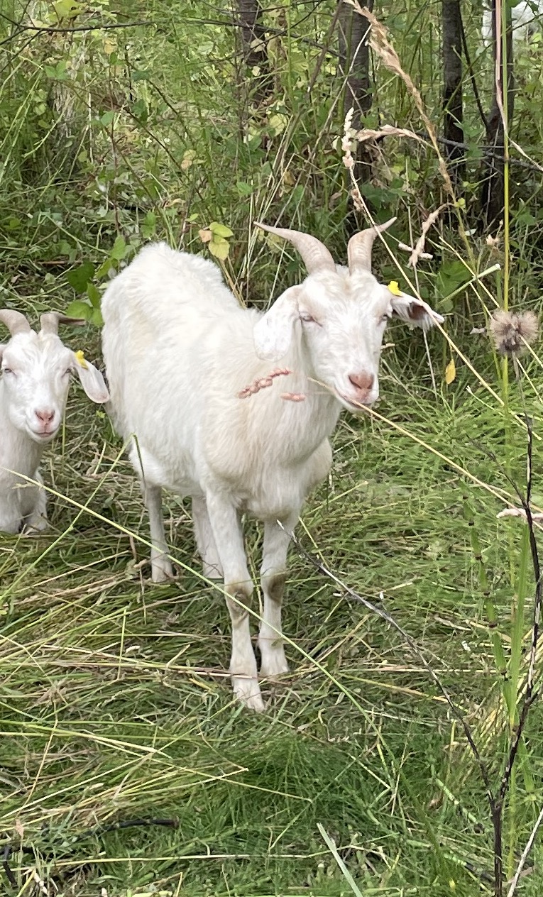 Kiko goat nanny