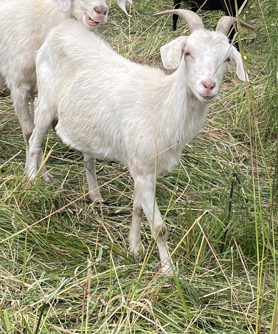 Kiko goat standing in grass
