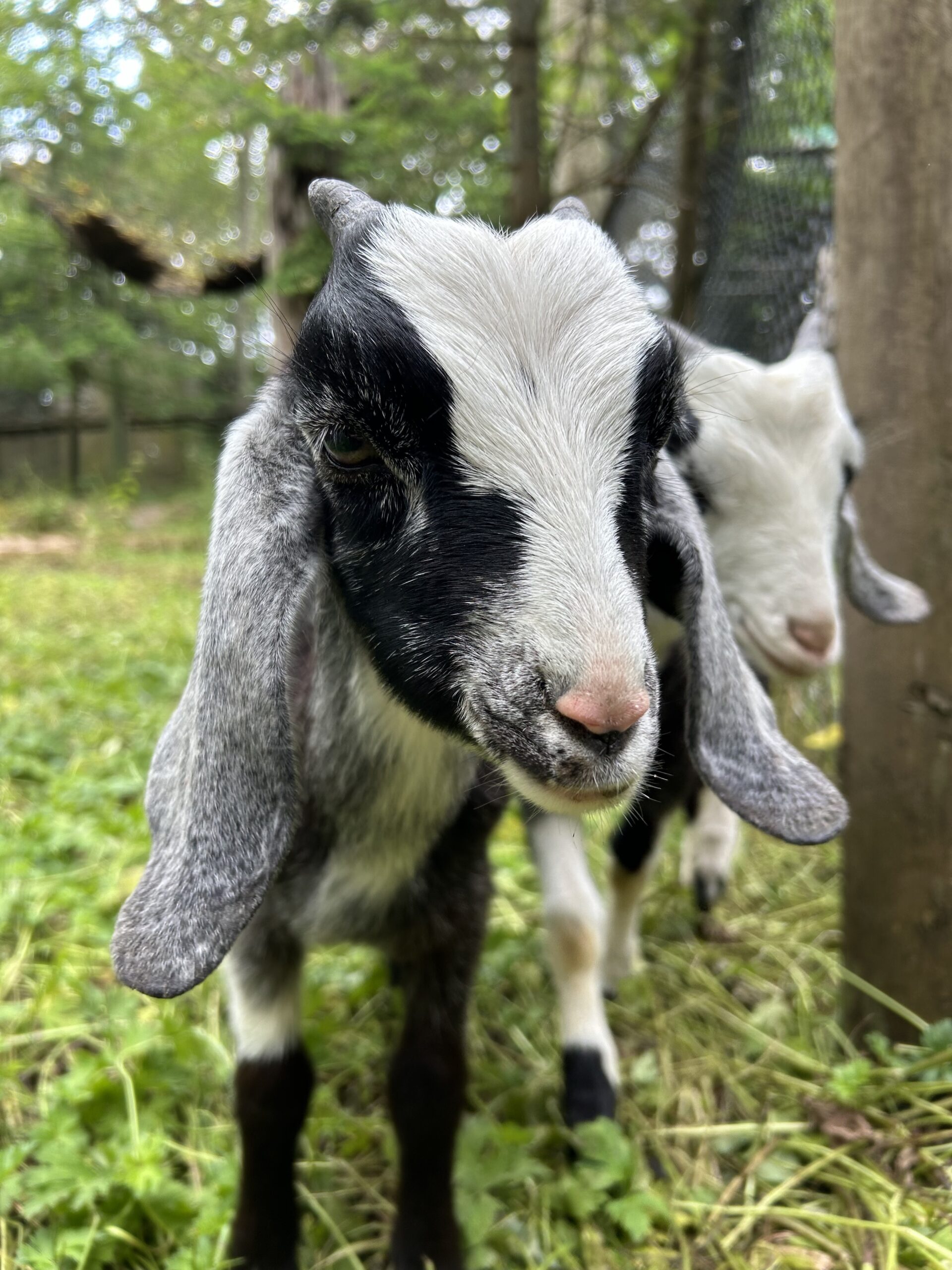 Nubian goat kid doeling