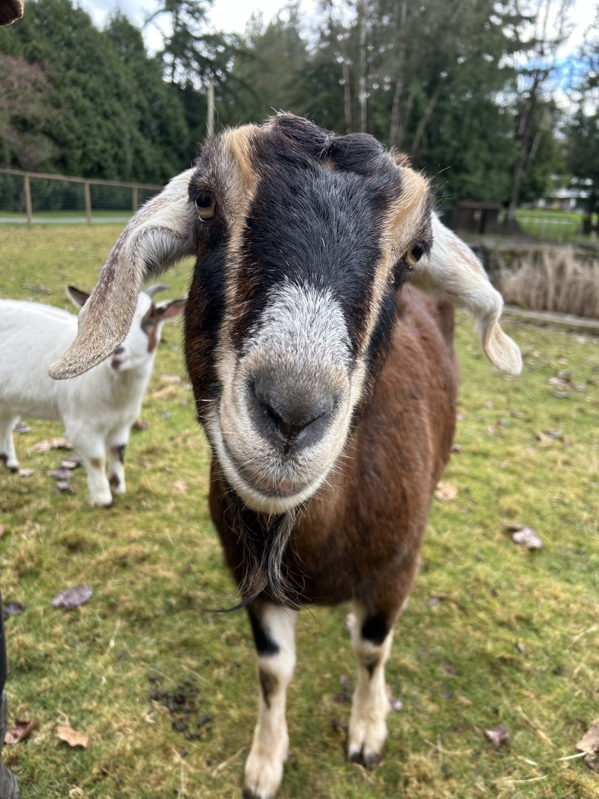 nubian goat