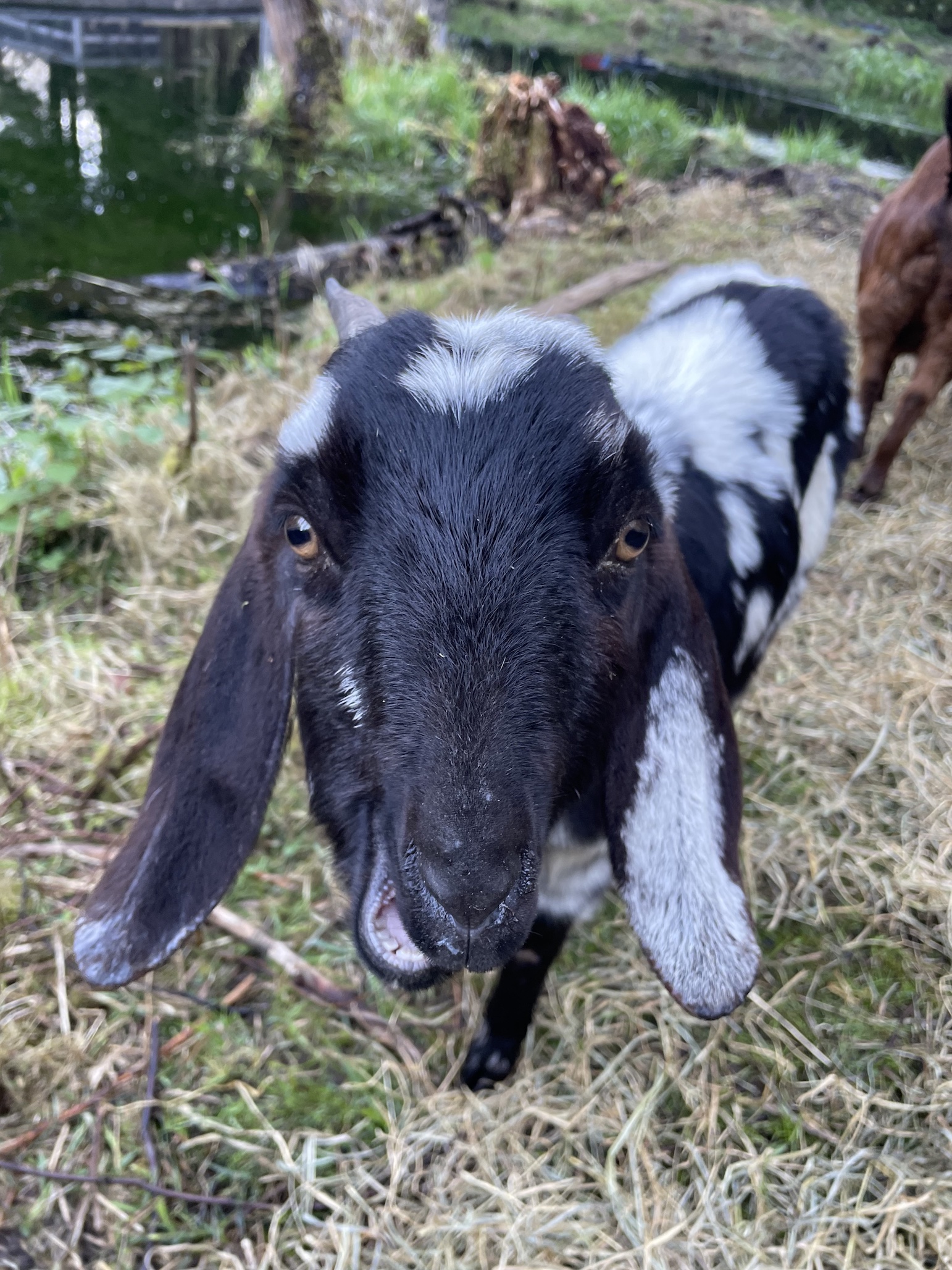 small black goat