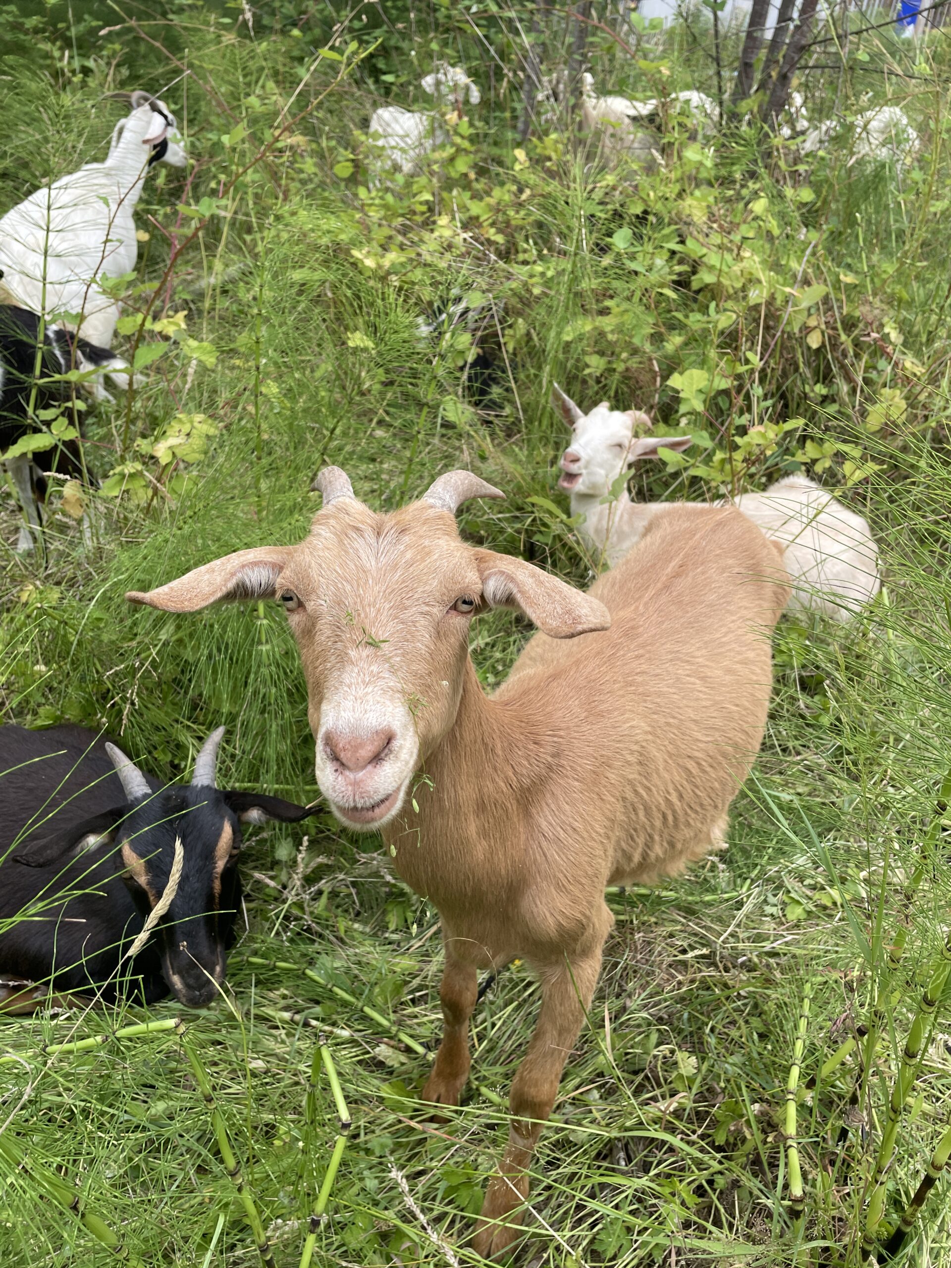 Tan spanish goat
