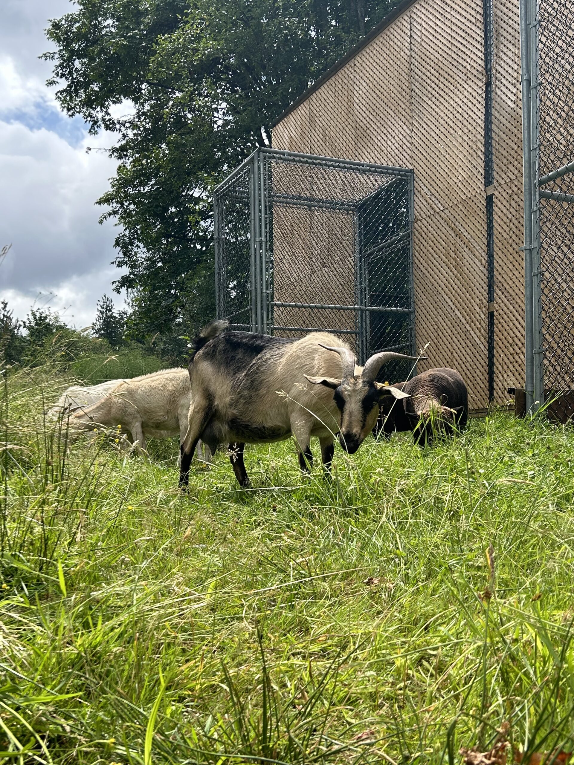 Tri colour kiko goat