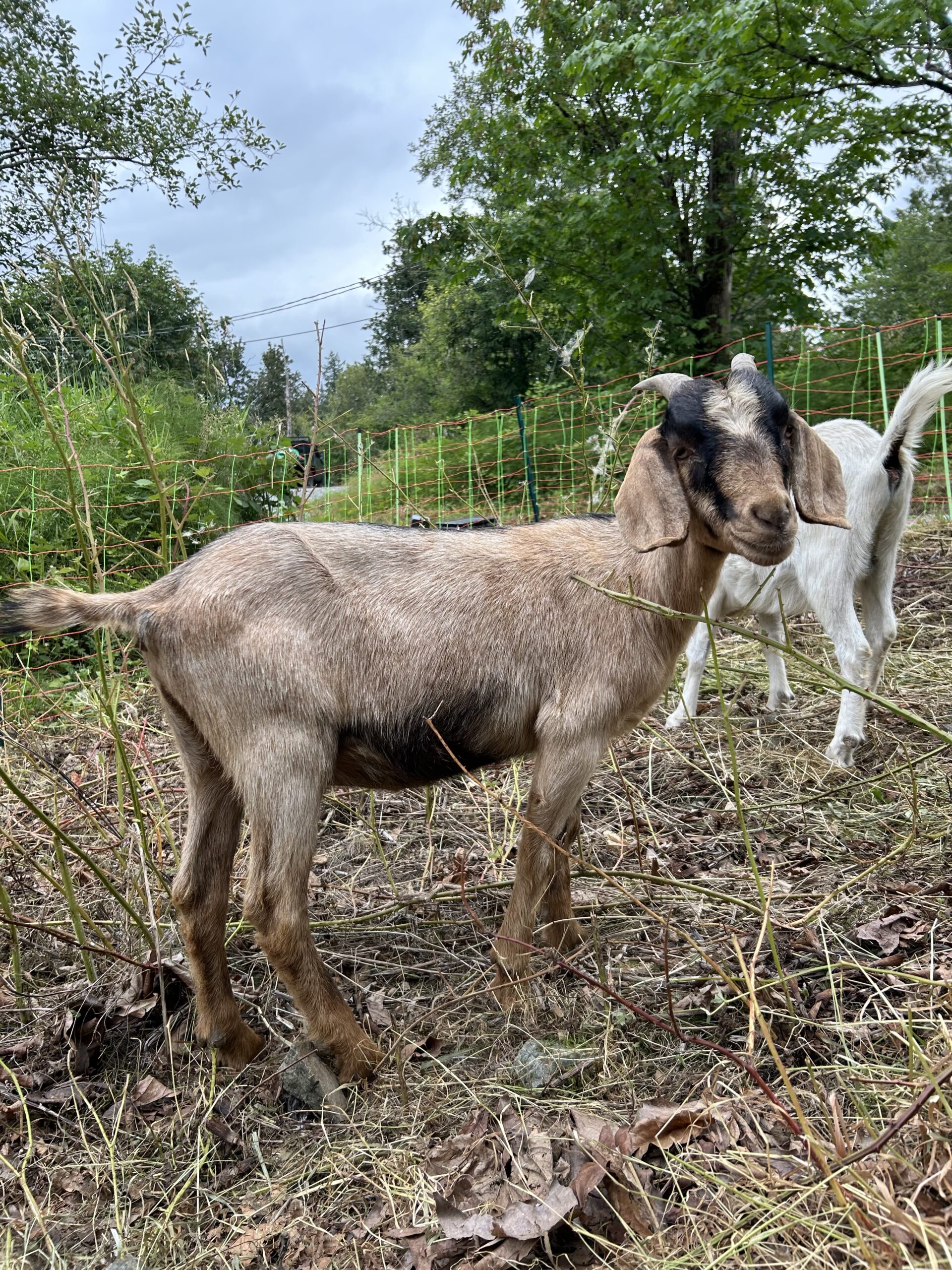 Tri colour nigerian goat nanny