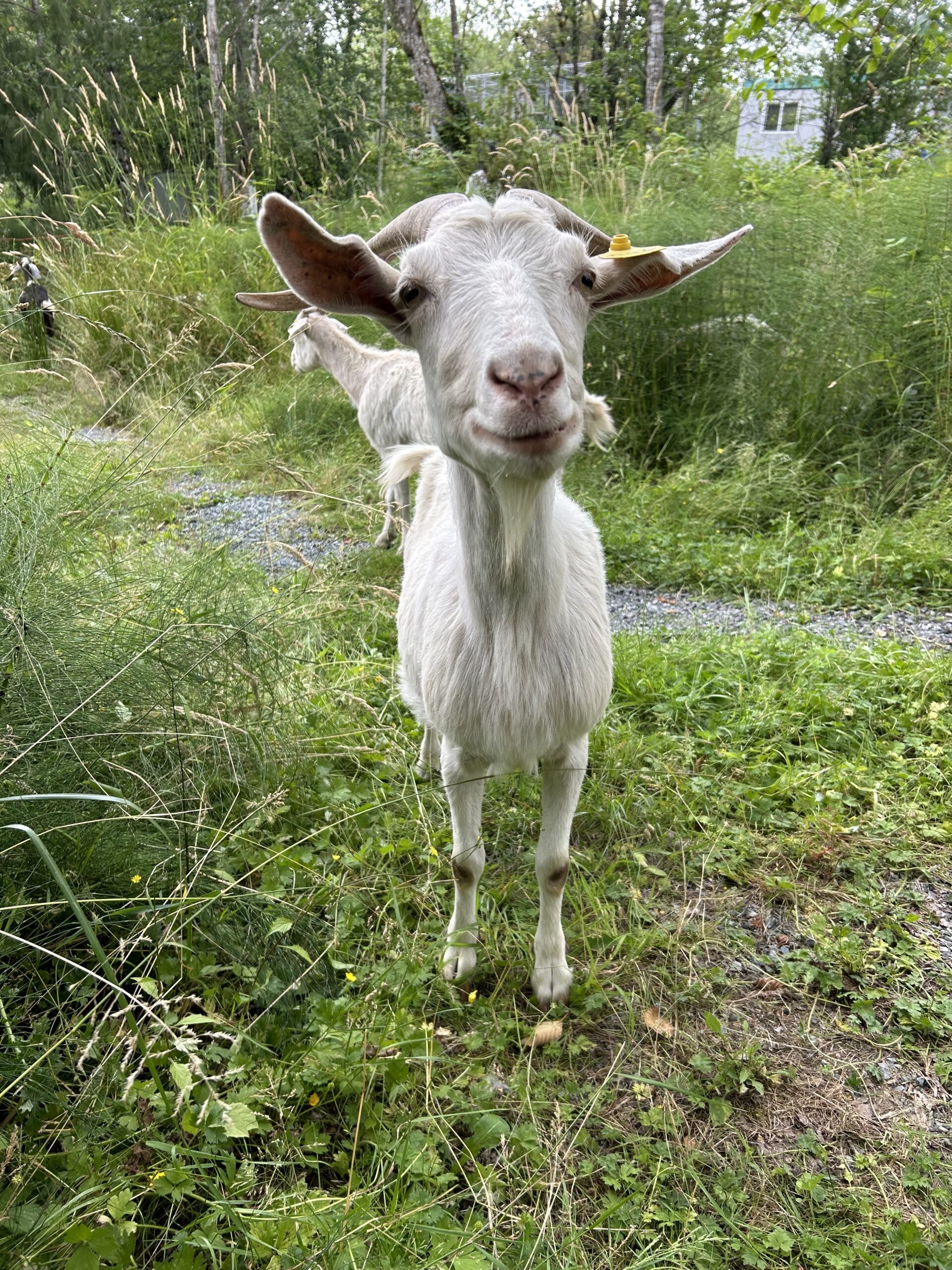 White kiko goat nanny