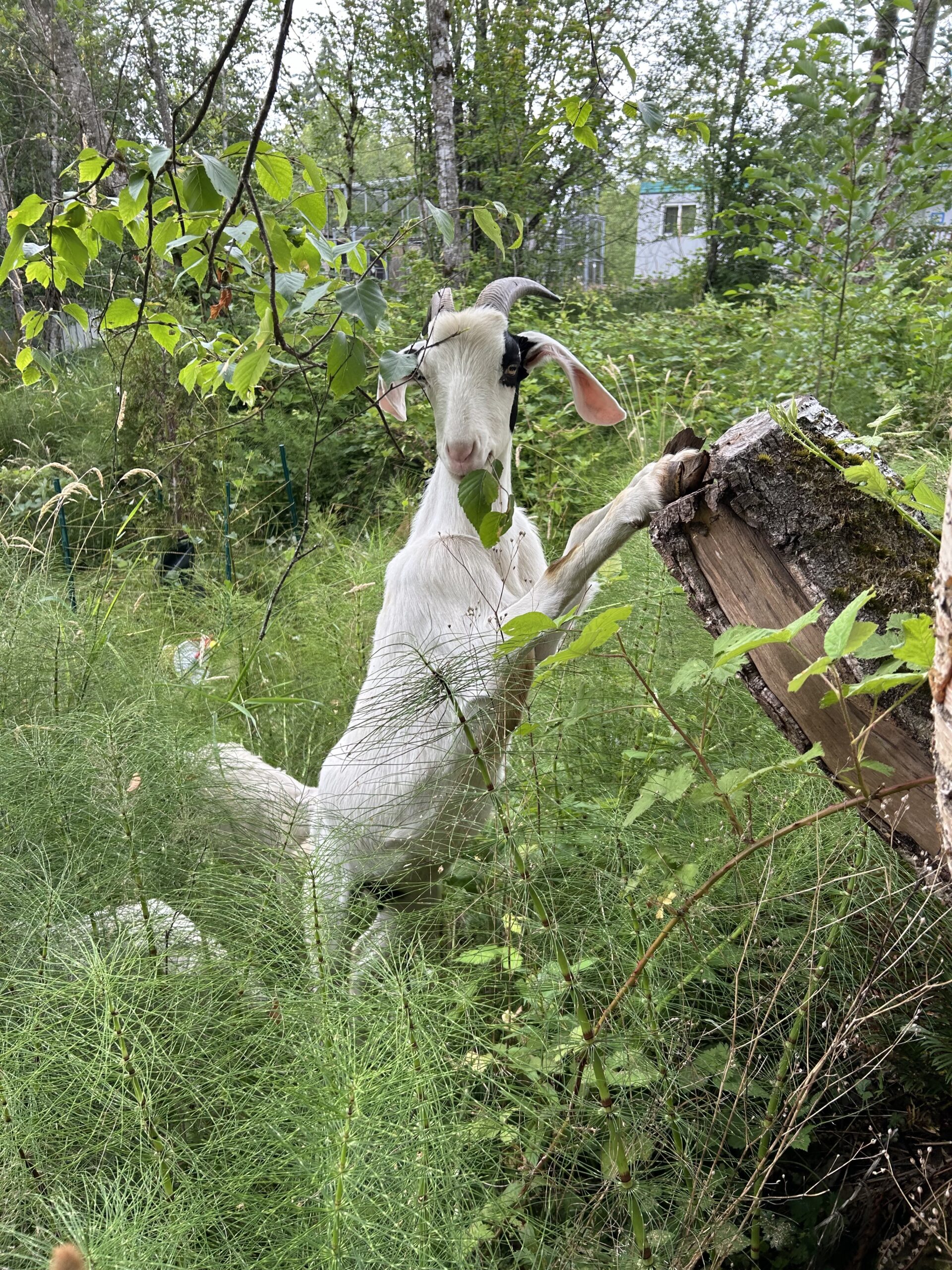 White nubain goat nanny