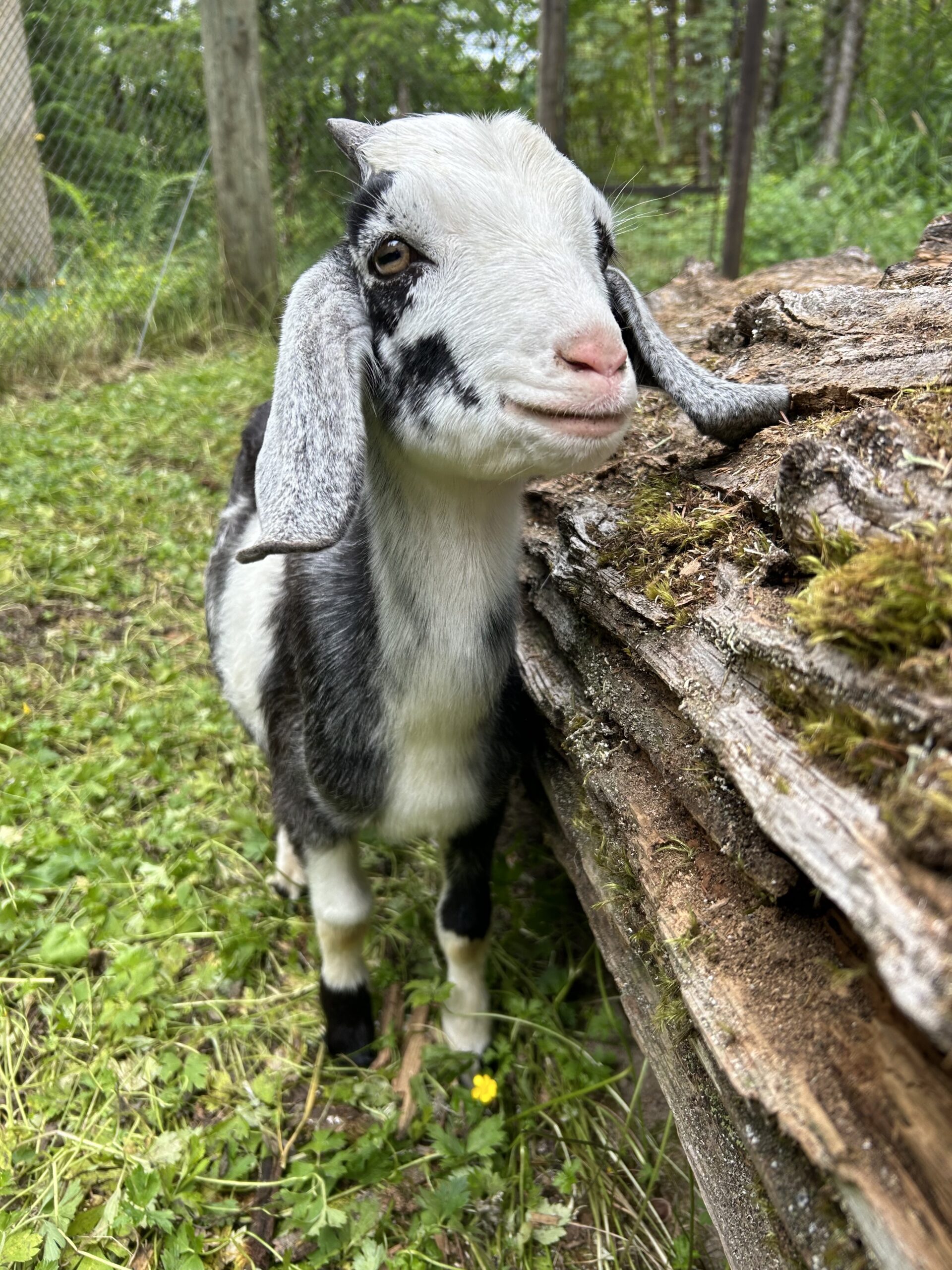White nubian goat buckling