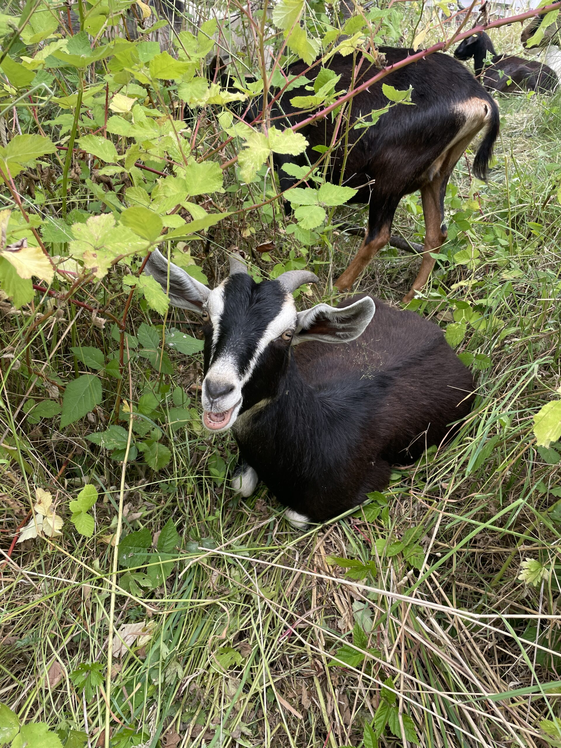 White spanish goat